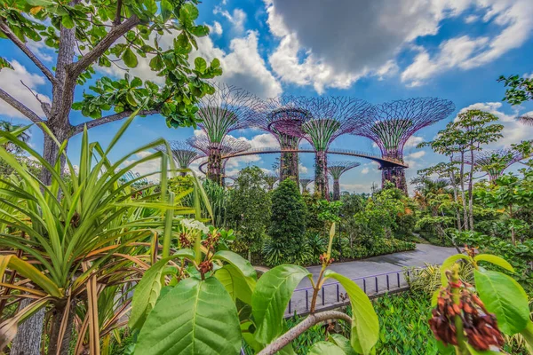 Singapur Körfezi 'nin yanındaki Gardens' tan panoramik resim