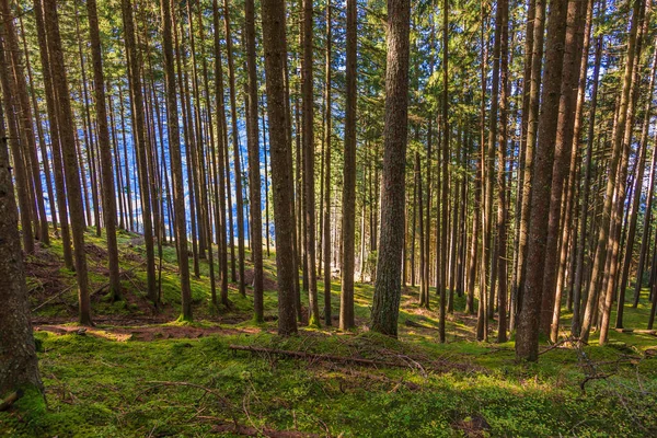 2014年夏に太い幹を持つ松の森の中の絵 — ストック写真