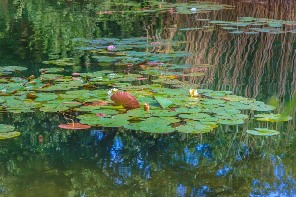 在夏天的白天记录了一个有水仙花的池塘 在湖中绽放着百合花 反射着光芒 — 图库照片