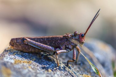 Güney Afrika 'daki renkli çekirgelere yakın.