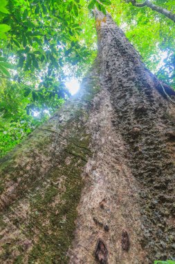 Kasım 2013 'te Malezya ormanındaki büyük ve yaşlı bir ağacın gövdesinin altından ağaç tepesine doğru fotoğrafı çekildi.