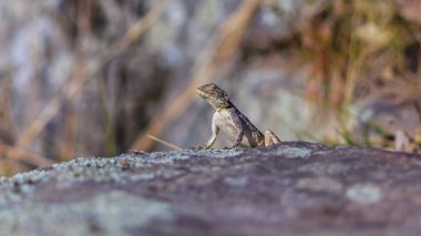 Güney Afrika 'daki kahverengi kertenkele resmini kapat.