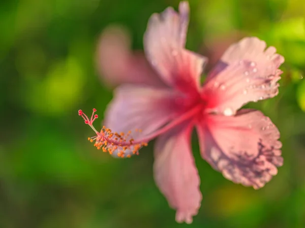 Macro Image Hibiscus Flower Taken Thailand — Stock Photo, Image