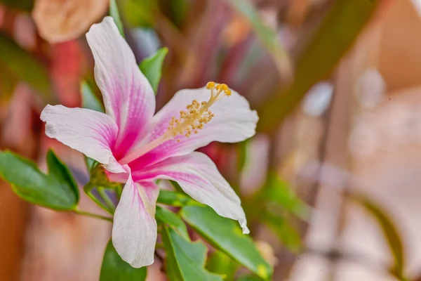 Macro Image Exotic Flower Taken Thailand — Stock Photo, Image