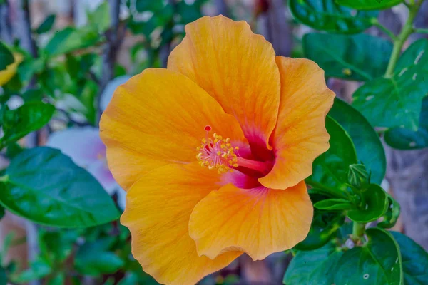 Macro Image Hibiscus Flower Taken Thailand — Stock Photo, Image