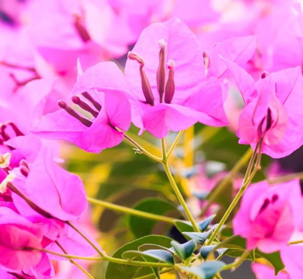 Close Several Pink Bougainville Flowers Inflorescence Photographed Daylight Thailand — Stock Photo, Image