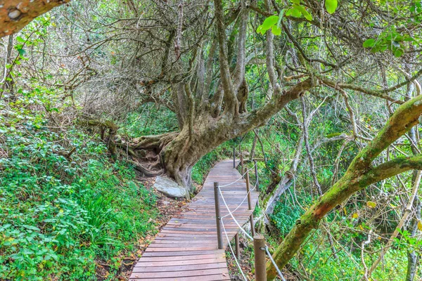 Foto Eines Gepflasterten Wanderweges Mit Einem Alten Baum Tsitsikama Nationalpark — Stockfoto