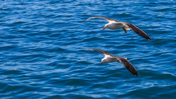 昼間に2羽の空飛ぶカモメの写真を閉じます — ストック写真