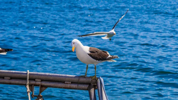 Imagem Uma Única Gaivota Sentada Trilho Barco Durante Dia — Fotografia de Stock