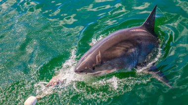 Su yüzeyindeki büyük beyaz köpekbalığının resmi