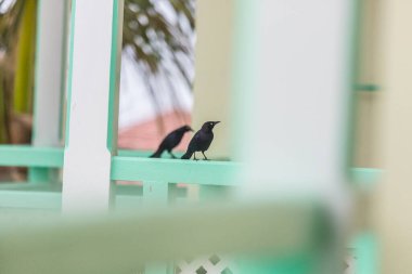 Balkonda oturan iki karga