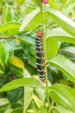 Dominika adasında büyük bir böcek