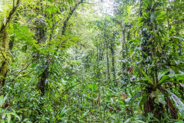 Dominik yağmur ormanlarında yeşil yaprak duvar
