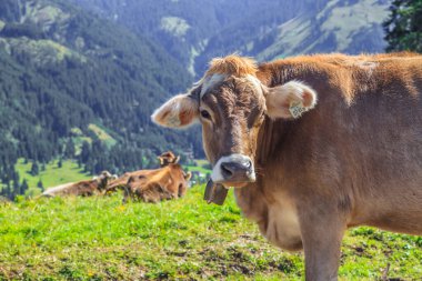 Avusturya Alplerinde bir çayırda inek