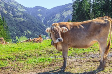 Avusturya Alplerinde bir çayırda inek