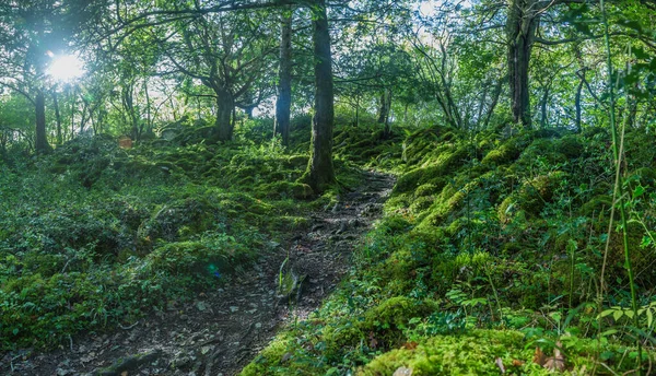 アイルランドのキラーニー国立公園の鬱蒼とした緑の森 — ストック写真
