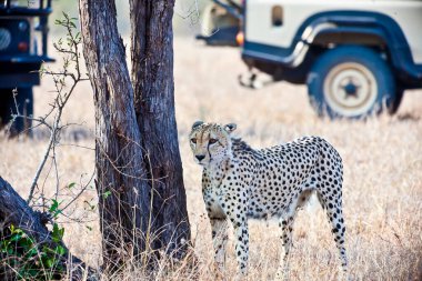 Güney Afrika 'daki Kruger Ulusal Parkı' nda Çita