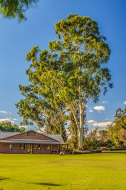 2015 yazında gün ortasında gökyüzünde çekilmiş eski ve büyük bir okaliptüs ağacının fotoğrafı.