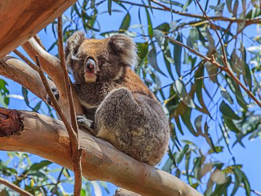2015 yazında bir ağacın üzerinde oturan bir koalanın yakın plan fotoğrafı.
