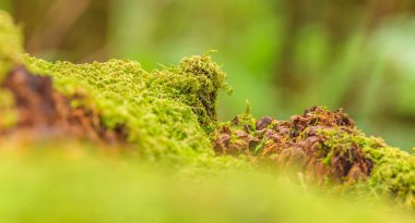 Yosun kaplı bir ağaç gövdesinin makro görüntüsü