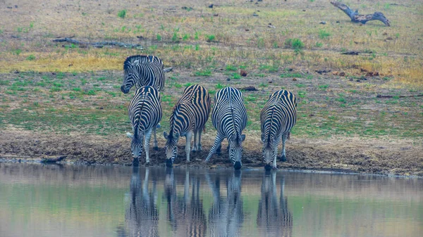 Φωτογραφία Μιας Ομάδας Zebras Ένα Billabong Στο Natrional Park Krueger — Φωτογραφία Αρχείου