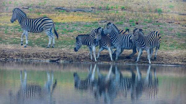 Φωτογραφία Μιας Ομάδας Zebras Ένα Billabong Στο Natrional Park Krueger — Φωτογραφία Αρχείου