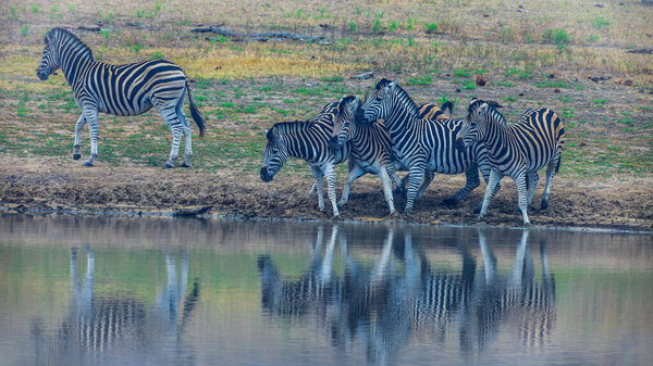 Picture of a group of Zebras at a billabong in the Krueger Natrional Park