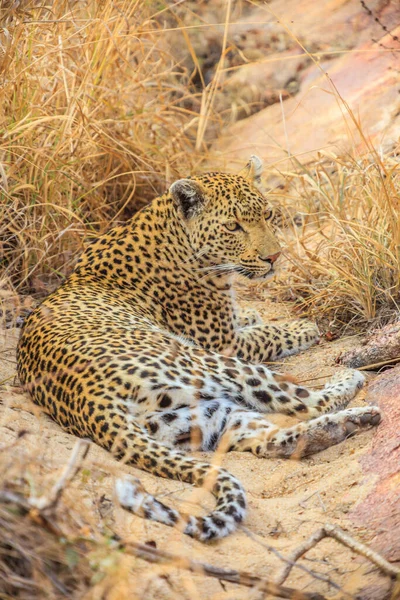 Imagen Leopardo Reposo Estepa Sudafricana — Foto de Stock
