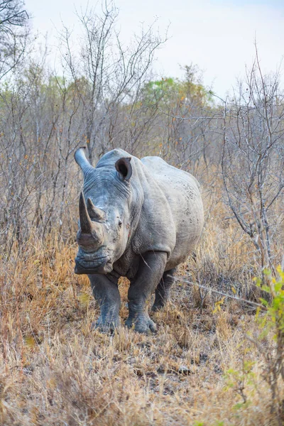 2013 남아프리카 크루거 공원에서 앞에서 코뿔소의 발자국 — 스톡 사진