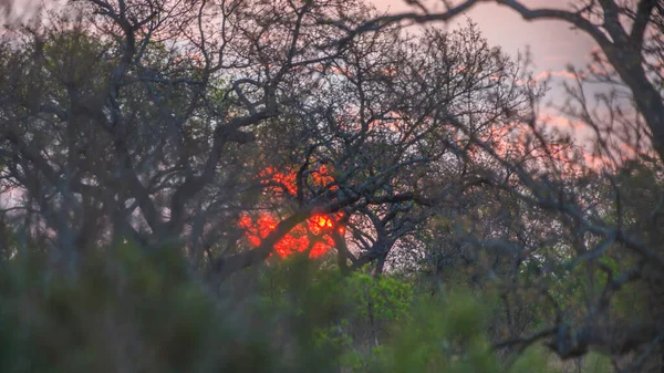Filmación Atardecer Medio Cubierto Por Grupo Árboles Parque Nacional Kruger —  Fotos de Stock