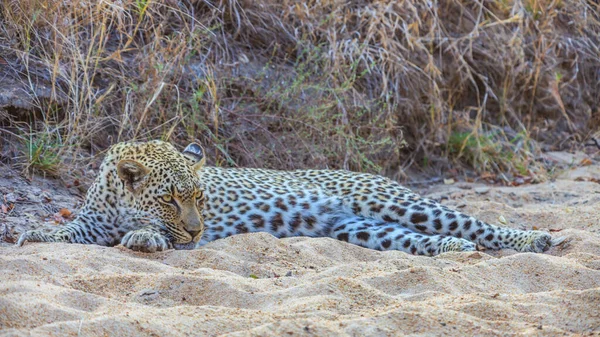 Picture Resting Leopard South African Steppe — Stock Photo, Image