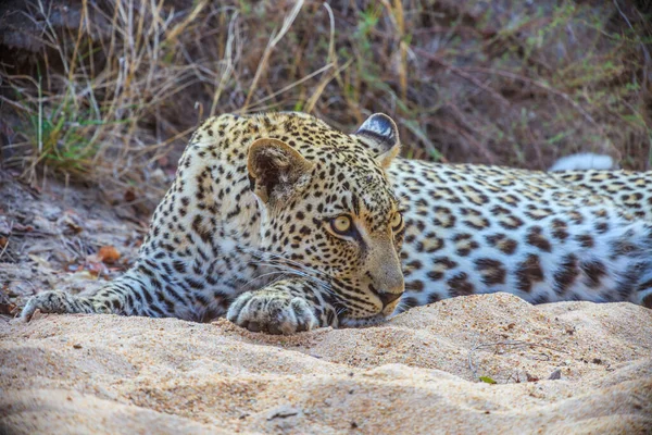 Obrázek Odpočívajícího Leoparda Jihoafrické Stepi — Stock fotografie