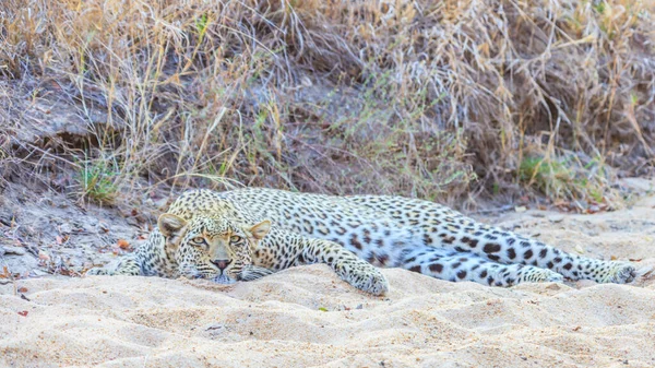 Obrázek Odpočívajícího Leoparda Jihoafrické Stepi — Stock fotografie