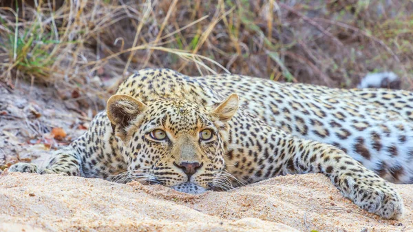 Obrázek Odpočívajícího Leoparda Jihoafrické Stepi — Stock fotografie