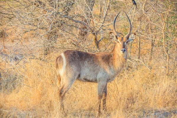 Imagem Perto Antílope Parque Nacional Kruger — Fotografia de Stock