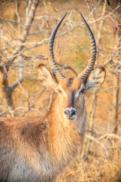 Imagem Perto Antílope Parque Nacional Kruger — Fotografia de Stock