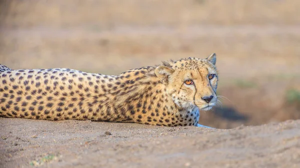 Cheetah Στο Εθνικό Πάρκο Kruger Στη Νότια Αφρική — Φωτογραφία Αρχείου