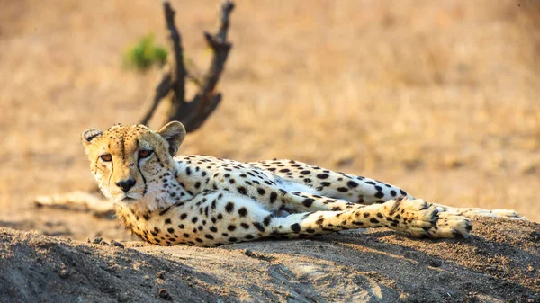 Cheetah Parque Nacional Kruger Sudáfrica — Foto de Stock