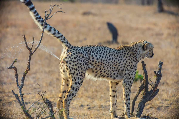 Cheetah Kruger National Park Zuid Afrika — Stockfoto