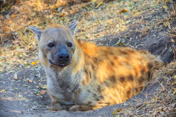 Imagen Una Hiena Parque Nacional Kruger Sudáfrica — Foto de Stock