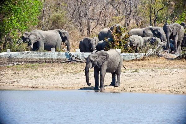 Photo Herd Elephants Billabong Kruger National Park Day South Africa — Stock Photo, Image