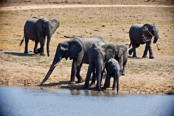 Photo of a herd of elephants at a billabong in Kruger National Park during the day in South Africa in September 2013