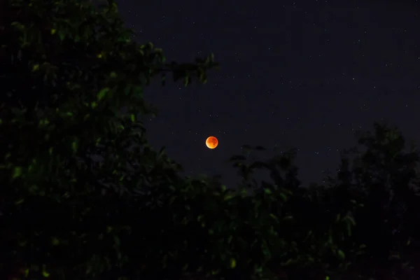 夜间与树木合照的血月照片 前景一片光明 — 图库照片