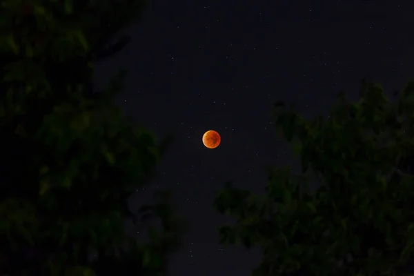 Foto Luna Sangre Fotografiada Por Noche Con Árboles Primer Plano — Foto de Stock