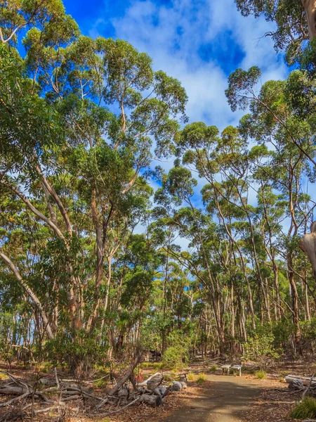 Foto Van Een Eucalyptusbos Australië Gefotografeerd Tijdens Dag Blauwe Lucht — Stockfoto