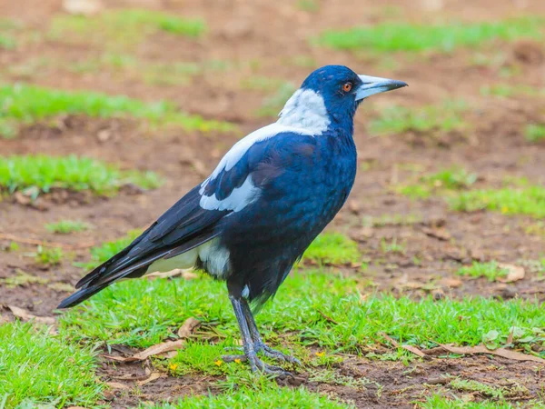 Ritratto di un uccello flauto australiano — Foto Stock