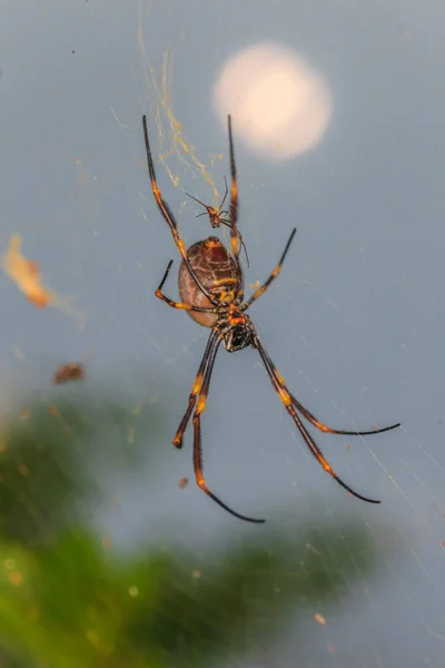 Großaufnahme einer großen Seidenspinne in Australien — Stockfoto