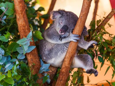 Avustralya 'daki Koala ağaca tutunur.