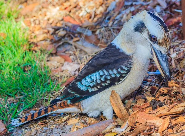 Κοντινή φωτογραφία ενός πουλιού Kookaburra στην Αυστραλία — Φωτογραφία Αρχείου