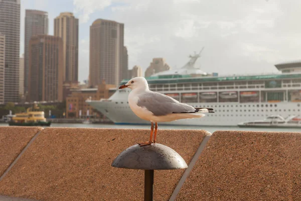 Retrato de una gaviota en el puerto de Sydney — Foto de Stock
